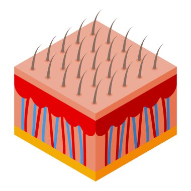 Vibrant isometric illustration representing a section of human skin with hair follicles clipart