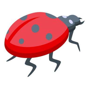 Kırmızı uğur böceği kabuğunda siyah lekelerle yürüyor.