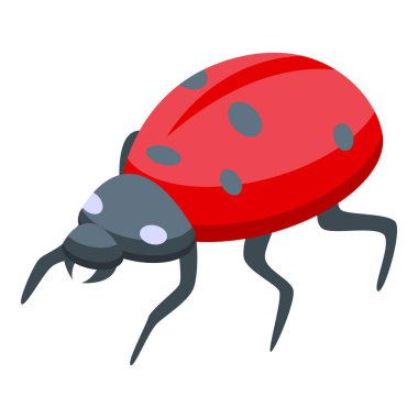 Kırmızı uğur böceği sırtında siyah noktalarla altı ayak üzerinde yürüyor.