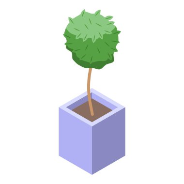 Kare bir tencerede büyüyen yuvarlak şekilli bonsai ağacı beyaz arkaplanda izole edilmiştir.