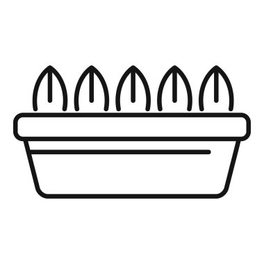 Dört köşeli saksıda beş fidan yetişiyor.