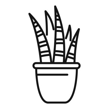 Sansevieria trifasciata, yılan bitkisi olarak da bilinir, bir tencerede yetişiyor.