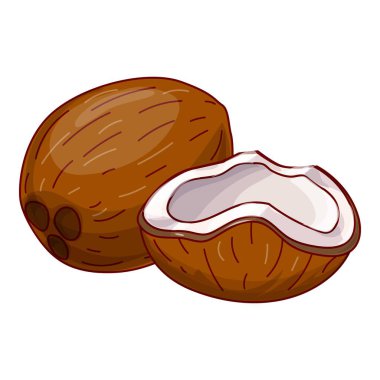 Taze hindistan cevizi bir yarısı açık beyaz et ve kahverengi kabuğu gösteriyor.