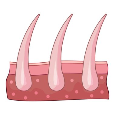 İnsan derisinin çapraz kesitinde foliküllerden çıkan üç kıl görülüyor.