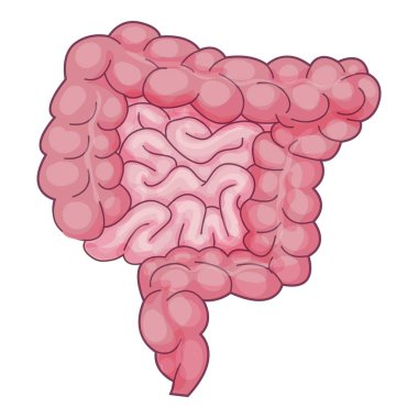 İnce ve kalın bağırsakları vurgulayan insan sindirim sisteminin tasviri