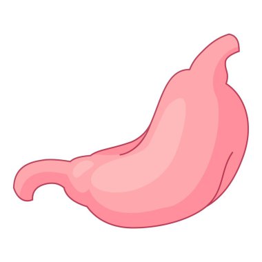 İnsan midesi sindirim sistemini temsil ediyor.