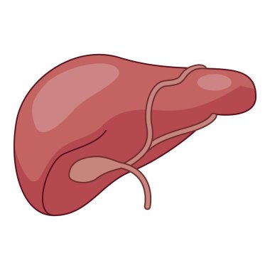 Safra kesesi ve safra kanallarını vurgulayan bir insan karaciğeri tasviri