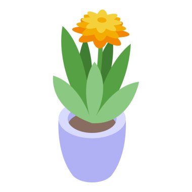 Yeşil yapraklı tek bir portakal çiçeği mor bir tencerede büyüyor.