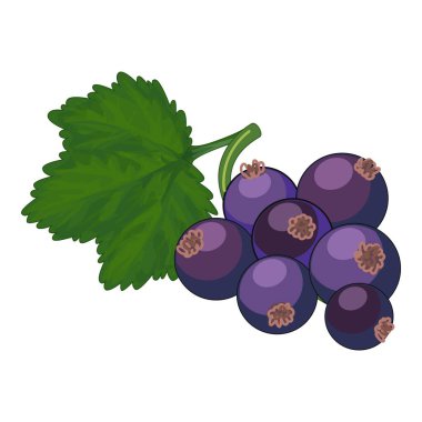 Yeşil yapraklı bir daldan sarkan küçük olgun kuşüzümü sürüsü.
