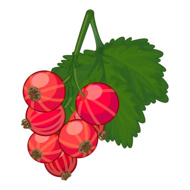 Yeşil yapraklı kırmızı frenk üzümü, lezzetli ve sağlıklı bir aperatif ya da malzemedir.