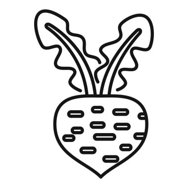 Toprakta yapraklarla yetişen basit pancar kökü sağlıklı bir salata için hasat edilmeye hazır.