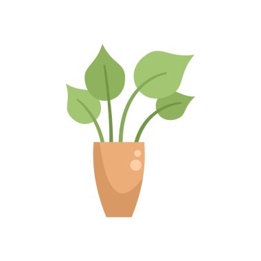 Büyük yapraklarla demlikte büyüyen yeşil ev bitkisi