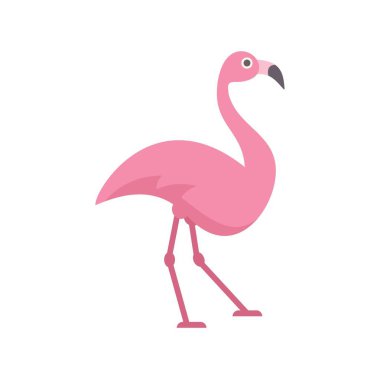 Pembe flamingo uzun bacakların üzerinde duruyor, sağa bakıyor, beyaz arka planda izole edilmiş.