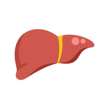 Sirozu olan bir insan karaciğerinin basit vektör çizimi