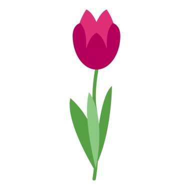 İki yeşil yapraklı ince yeşil bir saptaki tek pembe lale beyaz arka planda izole edilmiştir.
