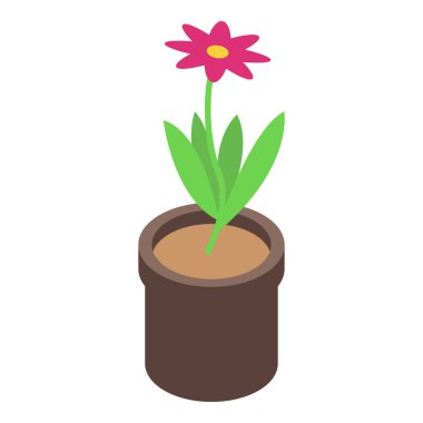 Kahverengi tencerede büyüyen yeşil yapraklı pembe papatya çiçeği beyaz arkaplanda izole edilmiş izometrik manzara.