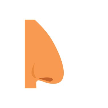 İnsan burnu, solunum sistemini ve koku alma duyusunu gösteriyor.