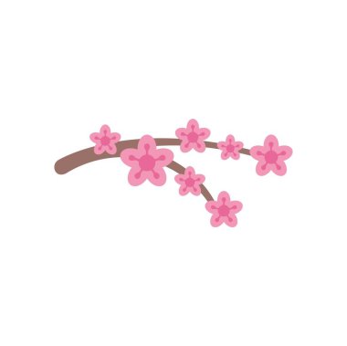 Kiraz ağacının dalı beyaz arka planda pembe çiçeklerle çiçek açıyor.