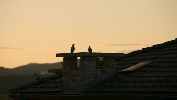 日落时分 家鸽在屋顶上散步 在橙色的天空中经过 — 图库视频影像