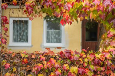 Kırmızı sonbahar yapraklarının doğal arka planı. Sonbahar mevsiminde renkli yapraklarla tırmanmak.