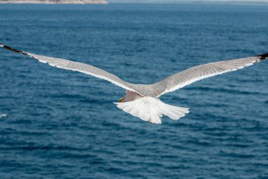 Martılar, üstten görünüm siluet uçmak. Denizin üzerinde kuş uçar. Martılar derin mavi deniz üzerine gezdirin. Avcılık balık aşağı martı. Sınırsız genişlik şebeke üzerinden martı. Serbest uçuş.