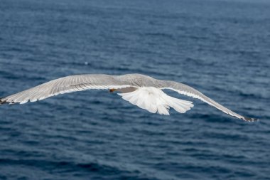 Martılar, üstten görünüm siluet uçmak. Denizin üzerinde kuş uçar. Martılar derin mavi deniz üzerine gezdirin. Avcılık balık aşağı martı. Sınırsız genişlik şebeke üzerinden martı. Serbest uçuş.
