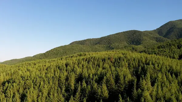 Aerial view of green forest and blue sky. Drone flies forward above the trees. Aerial view of pine trees in the forest. Nature video background.