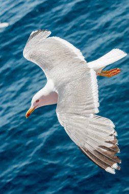 Martılar, üstten görünüm siluet uçmak. Denizin üzerinde kuş uçar. Martılar derin mavi deniz üzerine gezdirin. Avcılık balık aşağı martı. Sınırsız genişlik şebeke üzerinden martı. Serbest uçuş.