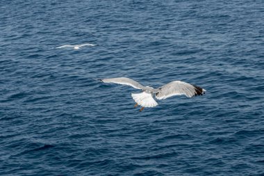 Martılar, üstten görünüm siluet uçmak. Denizin üzerinde kuş uçar. Martılar derin mavi deniz üzerine gezdirin. Avcılık balık aşağı martı. Sınırsız genişlik şebeke üzerinden martı. Serbest uçuş.