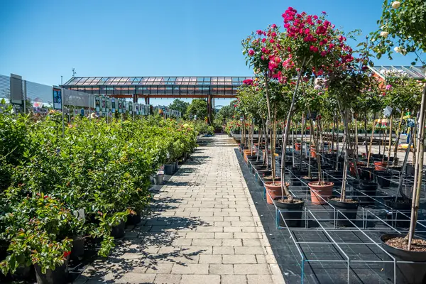 Bahçe merkezinde birçok farklı güzel çiçek açan bitkiler var..