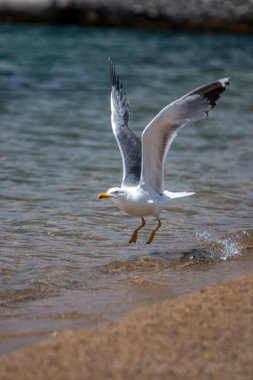 Martılar, üstten görünüm siluet uçmak. Denizin üzerinde kuş uçar. Martılar derin mavi deniz üzerine gezdirin. Avcılık balık aşağı martı. Sınırsız genişlik şebeke üzerinden martı. Serbest uçuş.