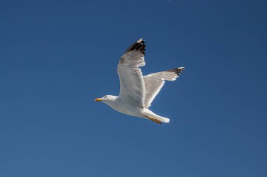 Martılar, üstten görünüm siluet uçmak. Denizin üzerinde kuş uçar. Martılar derin mavi deniz üzerine gezdirin. Avcılık balık aşağı martı. Sınırsız genişlik şebeke üzerinden martı. Serbest uçuş.
