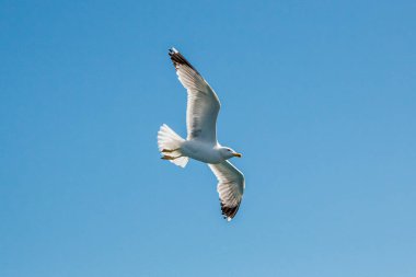 Martılar, üstten görünüm siluet uçmak. Denizin üzerinde kuş uçar. Martılar derin mavi deniz üzerine gezdirin. Avcılık balık aşağı martı. Sınırsız genişlik şebeke üzerinden martı. Serbest uçuş.