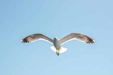 Martılar, üstten görünüm siluet uçmak. Denizin üzerinde kuş uçar. Martılar derin mavi deniz üzerine gezdirin. Avcılık balık aşağı martı. Sınırsız genişlik şebeke üzerinden martı. Serbest uçuş.
