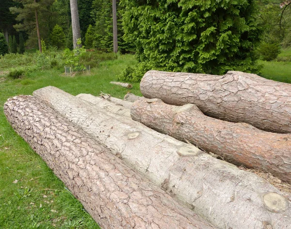 Дерев Яна Купа Пиляних Дерев — стокове фото