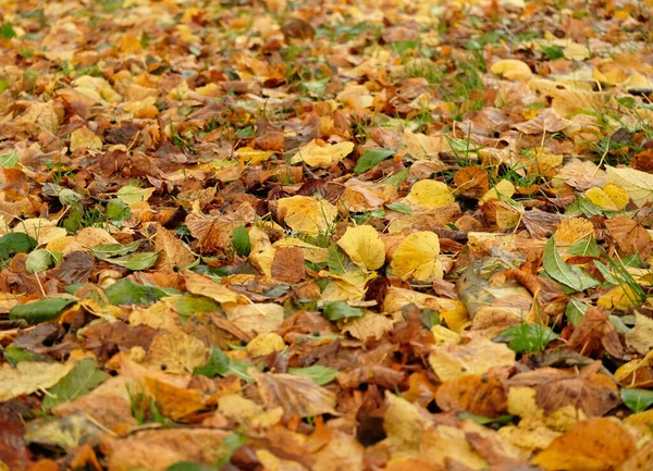 Sonbahar yaprakları, dökülen yapraklar