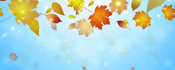 Outono Bandeira Azul Brilhante Com Folhas Amarelas Caindo — Fotografia de Stock