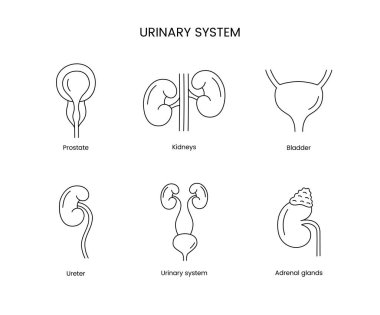 İnsan idrar sistemi, vektör, prostat ve böbrek, mesane ve üreter, adrenal bezlerde bir dizi anatomik çizgi ikonudur.