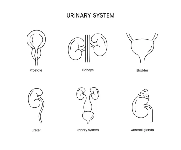 stock vector The human urinary system is a set of anatomical line icons in vector, prostate and kidneys, bladder and ureter, adrenal glands