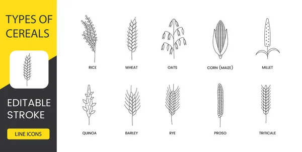 stock vector Types of cereals line icon set in vector, illustration of rice and wheat, oats and corn or maize, millet and quinoa, barley and rye, proso and triticale. Editable stroke