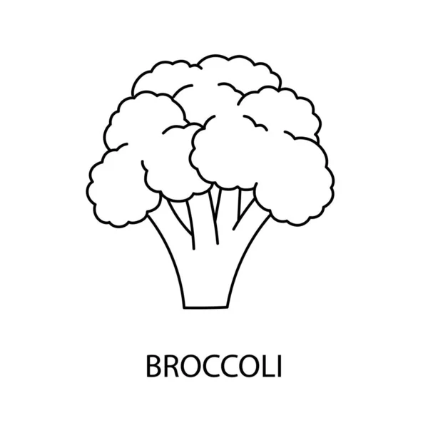 Icono Línea Brócoli Vector Ilustración Vegetal — Vector de stock