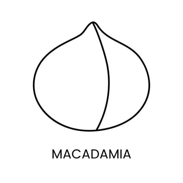 ユニークな味 繊細なテクスチャを象徴するミニマルなラインベクトルアイコン マカダミアナッツの絶妙な風味を発見 — ストックベクタ