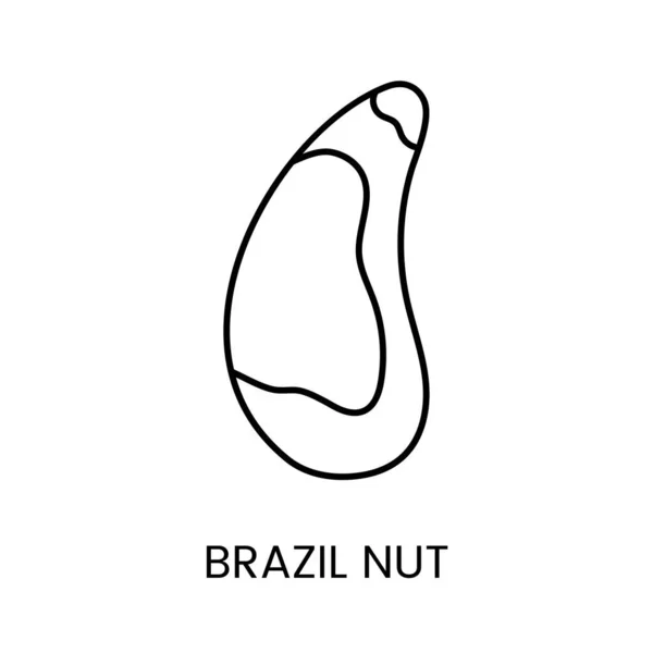 Explore Encanto Brazil Nut Cautivador Icono Vector Línea Que Muestra — Vector de stock