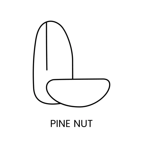 Mejora Tus Diseños Con Vector Icon Pine Nut Line Una — Vector de stock