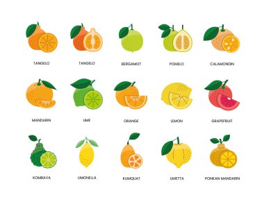 Citrus gıda alerjileri, renk vektörü, limon ve portakal, greyfurt ve mandalina, limon ve bergamot, pomelo ve calamondin, tangelo ve kumquat, ponkan ve limetta, kombava.