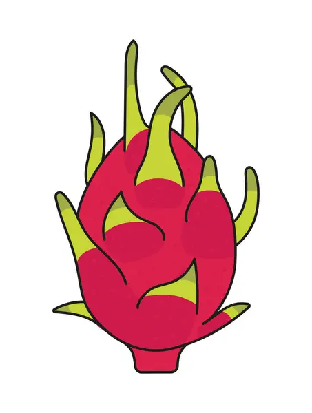 Pitahaya Vector Illustration Dragon Fruit — Stock Vector