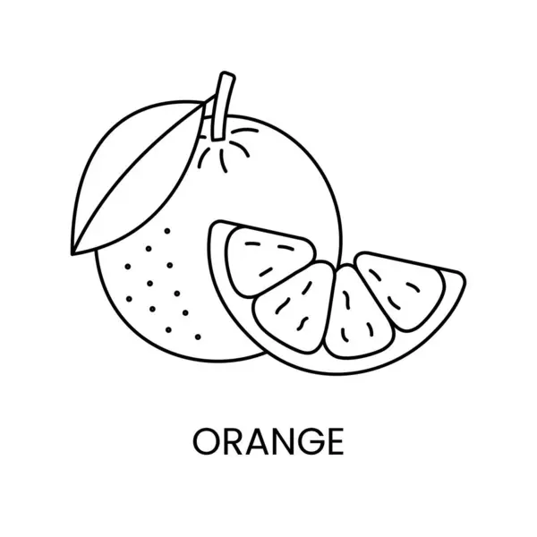 Narancs Vonal Ikon Vektorban Citrusfélék Illusztrációja — Stock Vector
