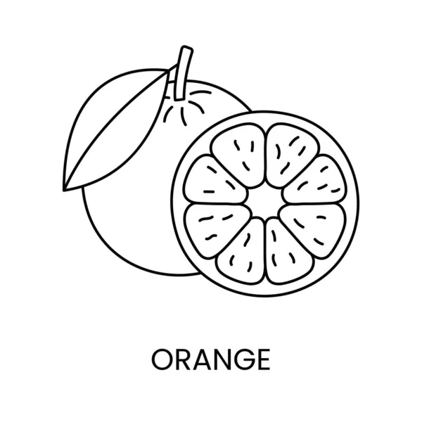 Narancs Vonal Ikon Vektorban Citrusfélék Illusztrációja — Stock Vector