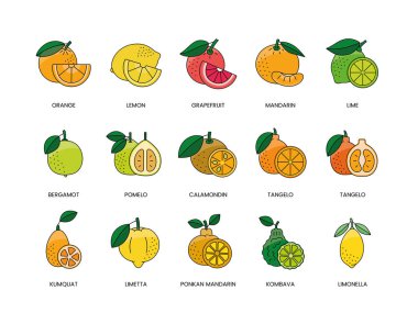 Citrus gıda alerjileri, renk vektörü, limon ve portakal, greyfurt ve mandalina, limon ve bergamot, pomelo ve calamondin, tangelo ve kumquat, ponkan ve limetta, kombava.