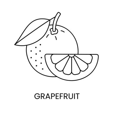Vektörde greyfurt çizgisi simgesi, turunçgil çizimi.